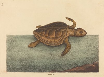 The Logger-head Turtle Testudo Cavanna, publicado em 1731-1743. de Mark Catesby