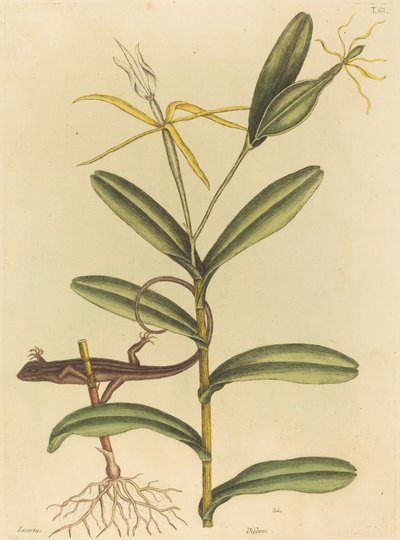O Lyon Lizard (Lacerta 6-lineata) de Mark Catesby