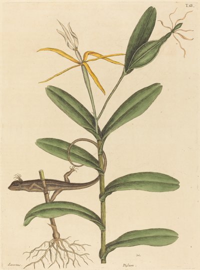 The Lyon Lizard Lacerta 6-lineata, publicado em 1731-1743. de Mark Catesby