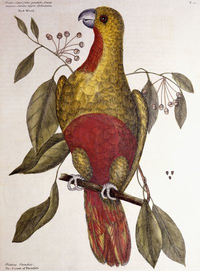 O papagaio do paraíso, 1771 de Mark Catesby