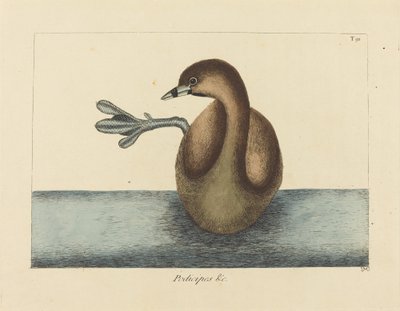 O Dobchick-de-bico-vermelho (Colymbus podiceps) de Mark Catesby