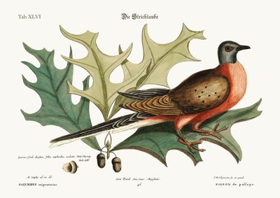 O Pombo da Passagem, 1749-73 de Mark Catesby