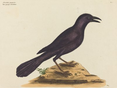 O Jack Daw Roxo (Gracula Quiscula) de Mark Catesby