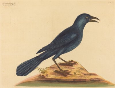 O Jack Daw Roxo (Gracula Quiscula) de Mark Catesby