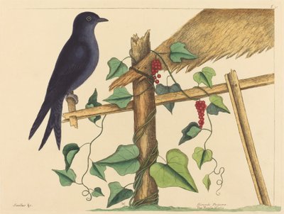 O Martin roxo (Hirundo purpurea) de Mark Catesby