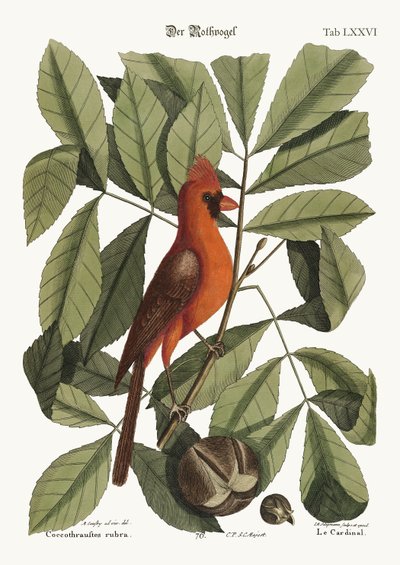 O Pássaro Vermelho, 1749-73 de Mark Catesby