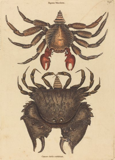 O caranguejo vermelho mosqueado (Cancer grapsus) de Mark Catesby