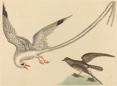 A Emberiza oryzivora de arroz, publicado em 1731-1743. de Mark Catesby
