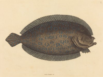 O único Pleuronectes lunatus, publicado 1731-1743. de Mark Catesby