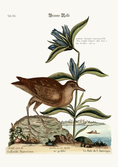 O Soree, 1749-73 de Mark Catesby