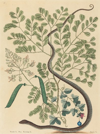 The Spotted Ribbon Snake Coluber nebulosus, publicado 1731-1743. de Mark Catesby