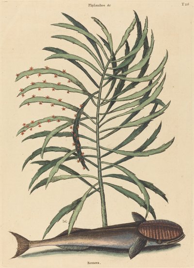 O Peixe Sugador (Echeneis Naucratis) de Mark Catesby