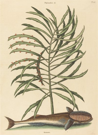O Peixe Sugador (Echeneis naucratis) de Mark Catesby