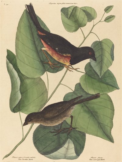 O Towhe Bird Fringilla erythrophthalma, publicado em 1754. de Mark Catesby