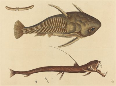 A boca da víbora (Silurus cataphractus) de Mark Catesby