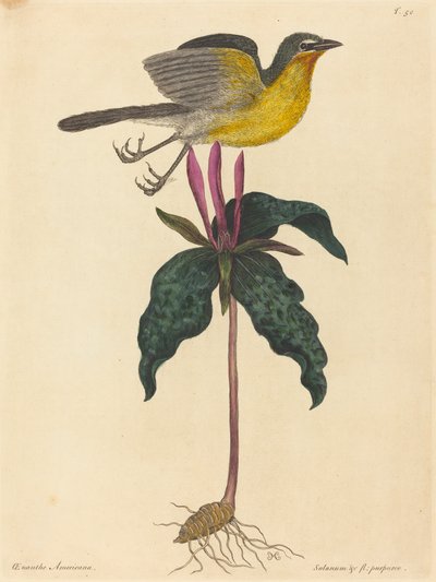 The Yellow-breasted Chat, publicado em 1754. de Mark Catesby