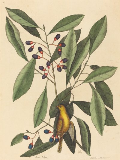 O chapim amarelo (Motacilla trochilus) de Mark Catesby