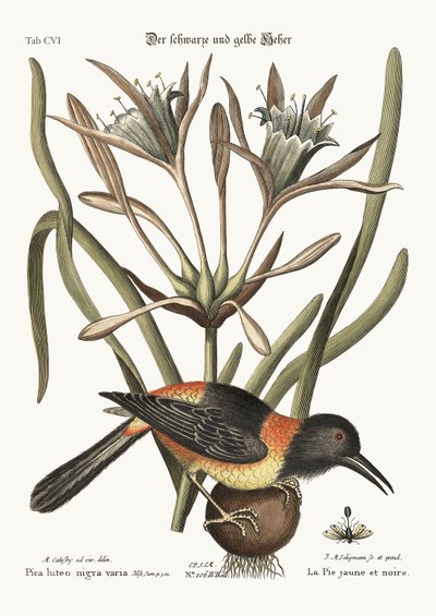 O Amarelo e o Preto, 1749-73 de Mark Catesby