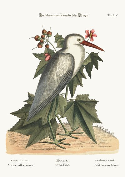 A garça branca pequena, 1749-73 de Mark Catesby