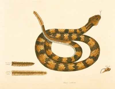 Viper Caudison Snake, Rattlesnake, plate 41, vol. 1, da &39;História Natural da Carolina, Flórida e Bahamas&39; de Mark Catesby