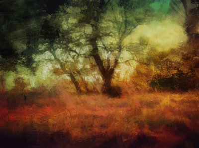 bosques em Calke Abbey de Mark Gordon