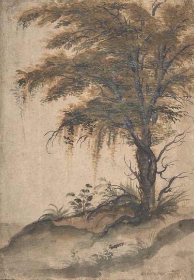Estudo de uma Árvore, meados do século XVI e início do século XVII. de Marten van Valckenborch