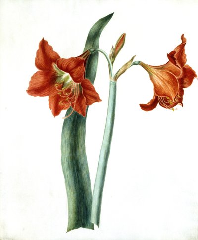 Amaryllis, c.1790 de Martha Tuthill