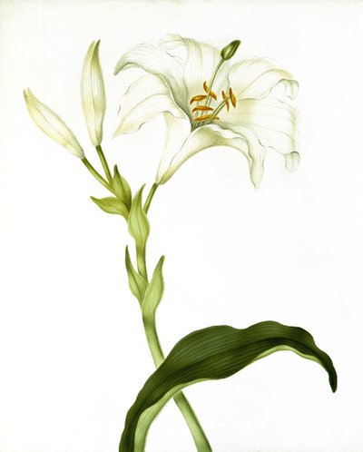 Lily, c.1790 de Martha Tuthill