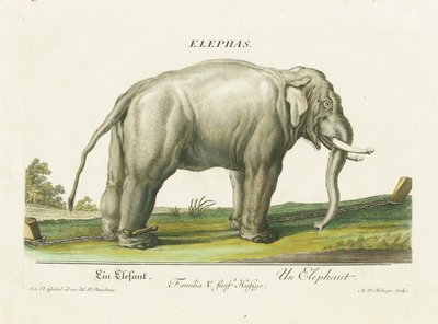 Elefante asiático acorrentado de Martin Elias Ridinger