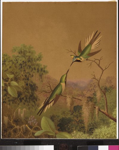 Beija-flores brasileiros IV de Martin Johnson Heade