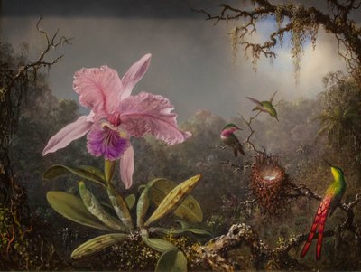 Orquídea Cattelya e três beija-flores brasileiros de Martin Johnson Heade