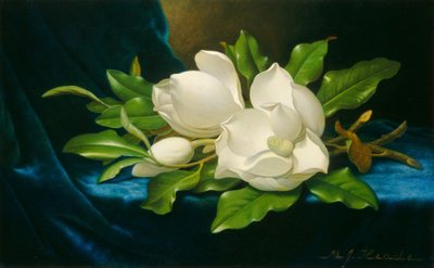 Magnólias Gigantes sobre um Pano de Veludo Azul, c. 1890. de Martin Johnson Heade