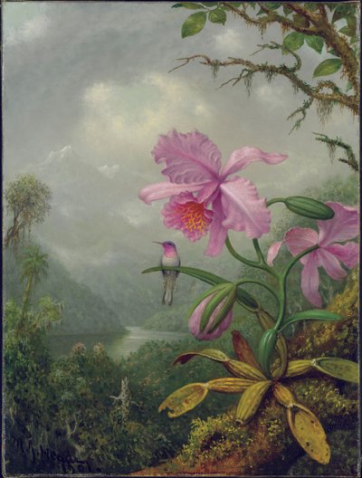 Beija-flor empoleirado em uma planta de orquídea, 1901 de Martin Johnson Heade