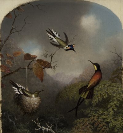 Beija-flores: Dois Sungems e um Topázio Carmesim, 1866 de Martin Johnson Heade