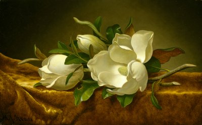 Magnólias em tecido de veludo dourado, c.1888-90 (óleo sobre tela) de Martin Johnson Heade