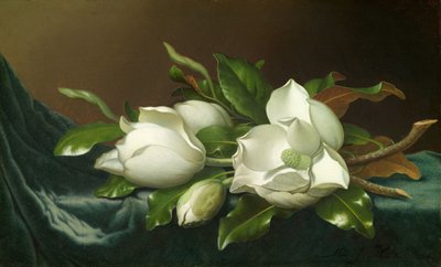 Magnólias em Pano de Veludo Azul Claro de Martin Johnson Heade