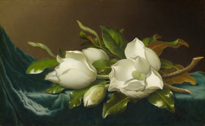 Magnólias em Pano de Veludo Azul Claro, 188595. de Martin Johnson Heade