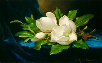 Magnólias num pano de veludo azul de Martin Johnson Heade