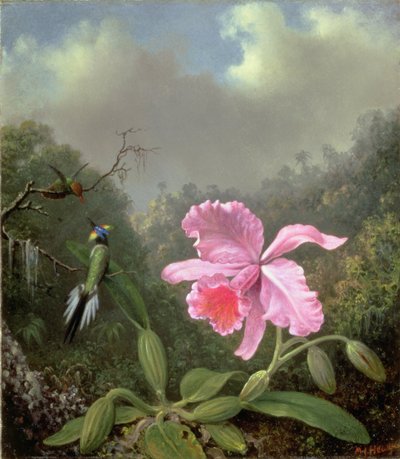 Natureza morta com uma orquídea e um par de beija-flores, c.1890 (óleo sobre tela) de Martin Johnson Heade