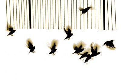 Estorninhos, 2003 (fotogravura) de Martin Mossop