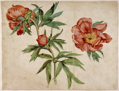 Estudo de peônias de Martin Schongauer