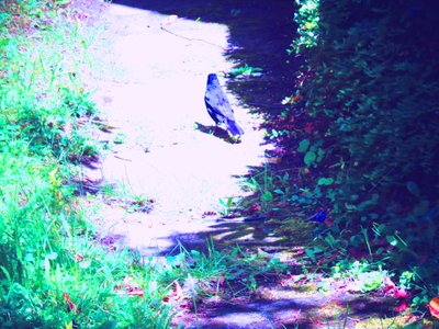 Passeio do melro em julho de Martina Konitzky