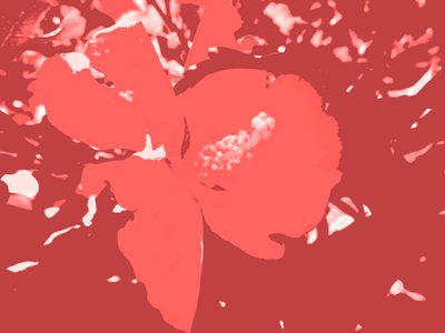 Flor de Martina Konitzky