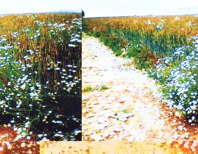 Caminho de campo de Martina Konitzky