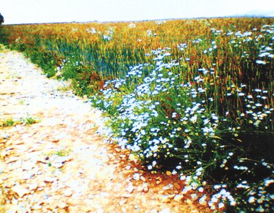 Estrada de terra de Martina Konitzky