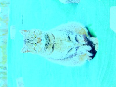 Gatinho de Martina Konitzky