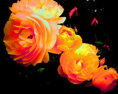 Arco-íris de rosas de Martina Konitzky