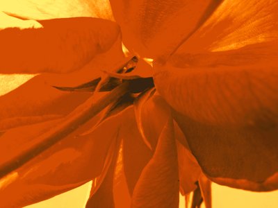 rosenblüte de Martina Konitzky