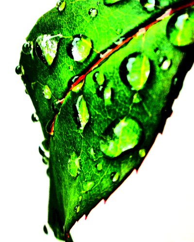 Verde gota de água de Martina Konitzky