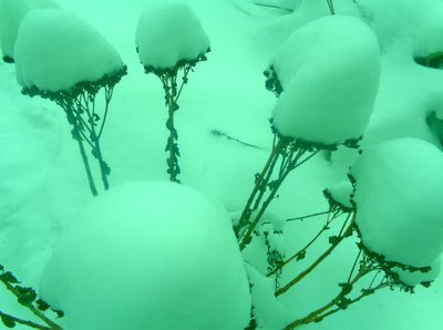 Hortelã de inverno de Martina Konitzky